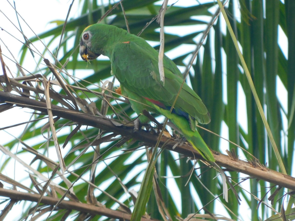 Yellow-crowned Parrot - ML90776911