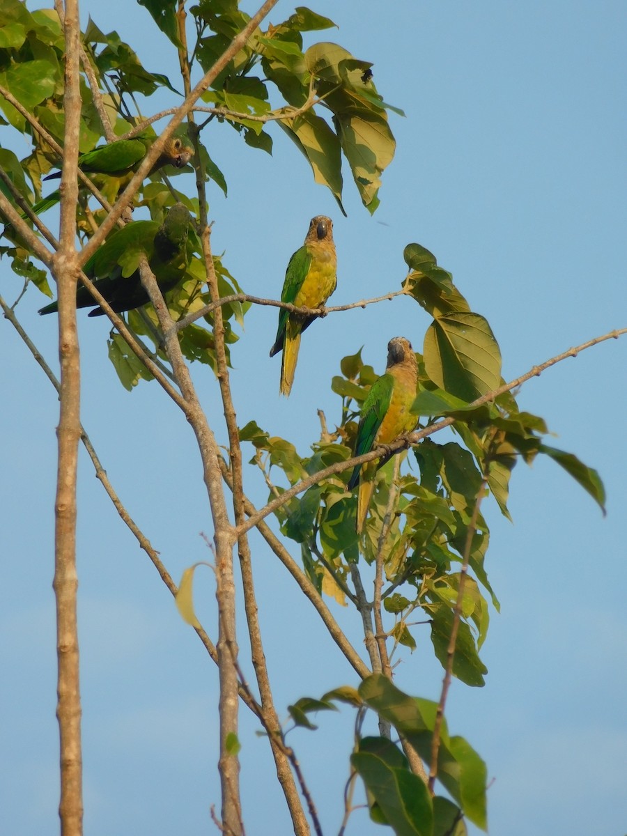 Brown-throated Parakeet - ML90777301