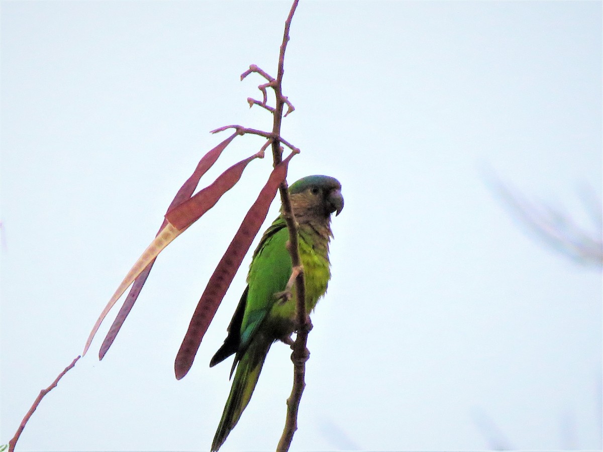 Brown-throated Parakeet (Brown-throated) - John Gaglione