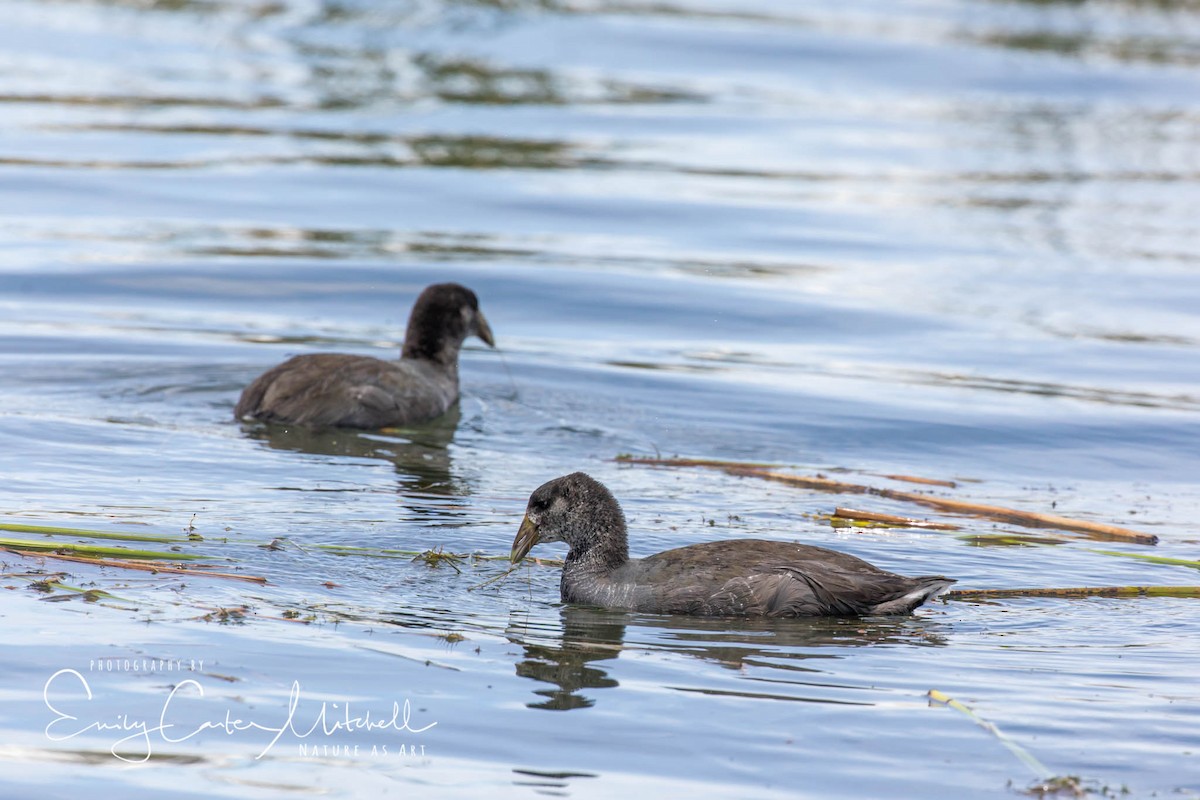 Slate-colored Coot - Emily Carter
