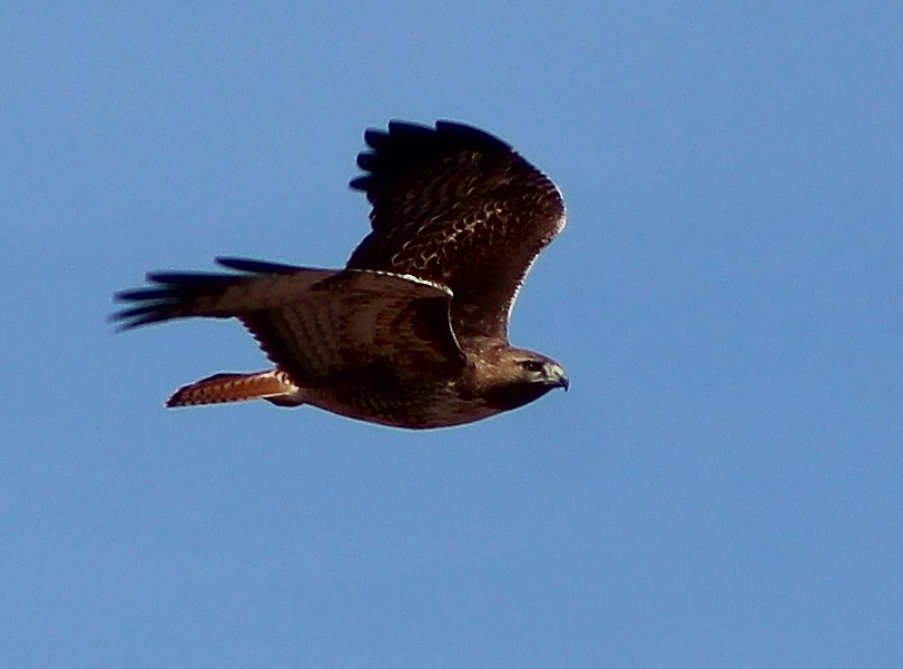 Red-tailed Hawk - ML90787791