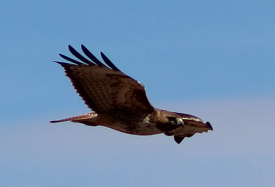 Red-tailed Hawk - ML90787811