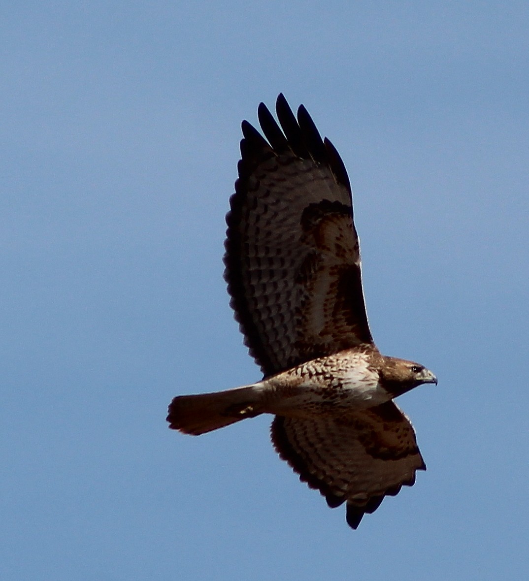 Red-tailed Hawk - ML90787851