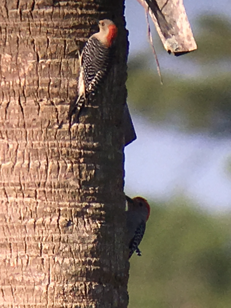 Red-bellied Woodpecker - David Simpson