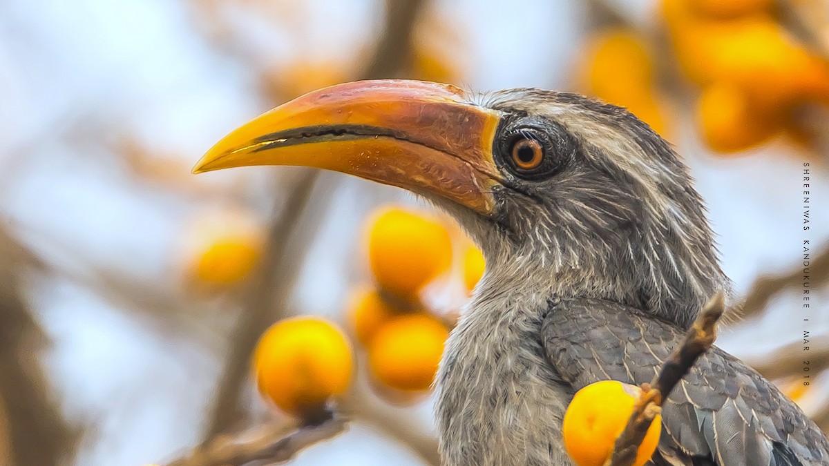 Malabar Gray Hornbill - Shreeniwas Kandukuree