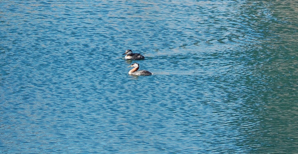 Red-necked Grebe - ML90792111