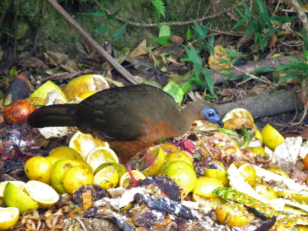 Sickle-winged Guan - ML90792751