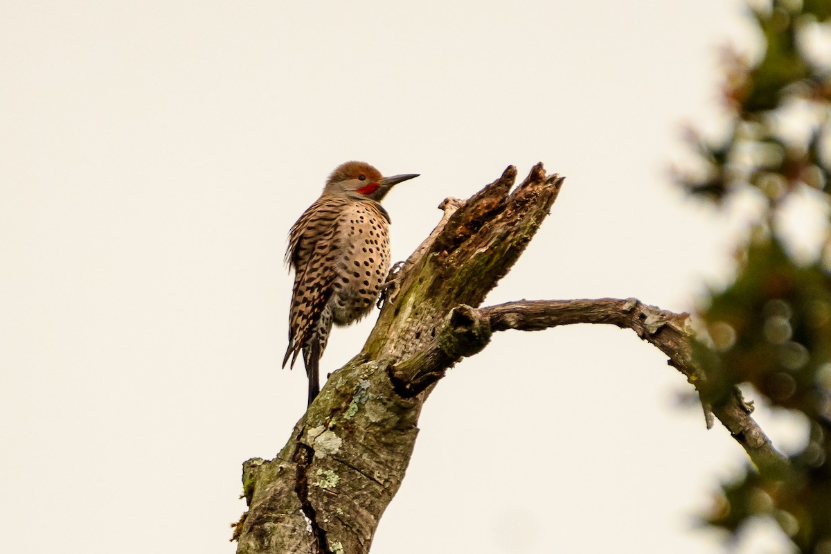 Northern Flicker (Red-shafted) - ML90792891