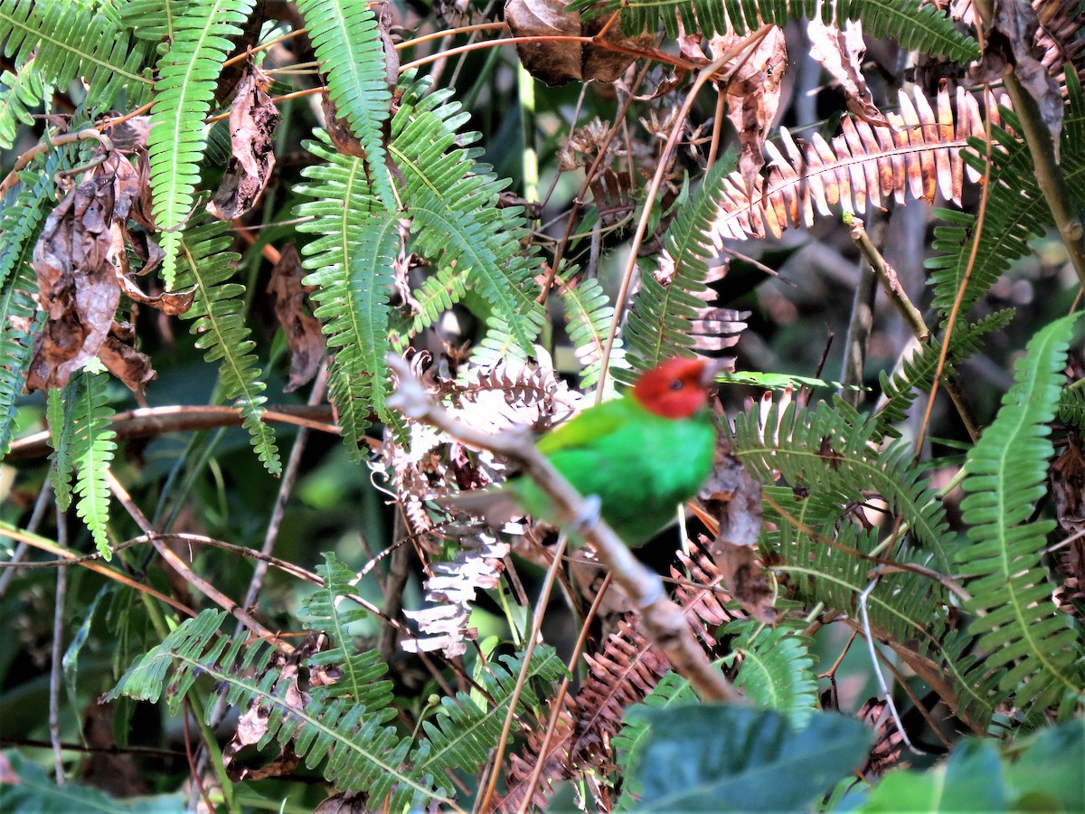 Bay-headed Tanager - ML90793161