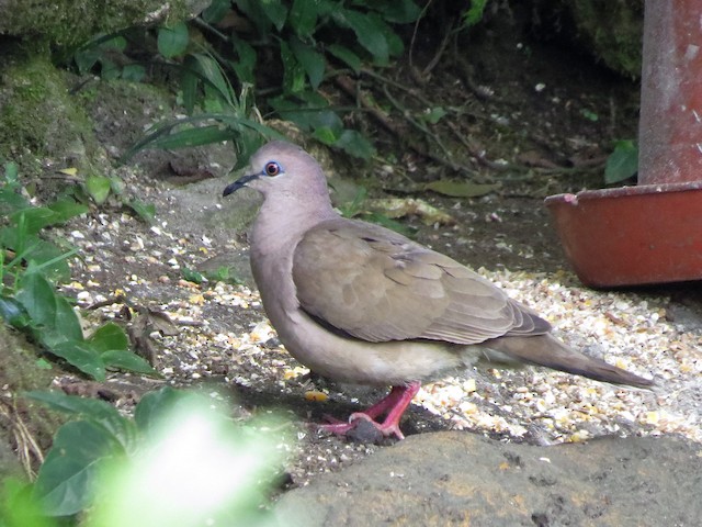 White-tipped Dove (White-tipped)