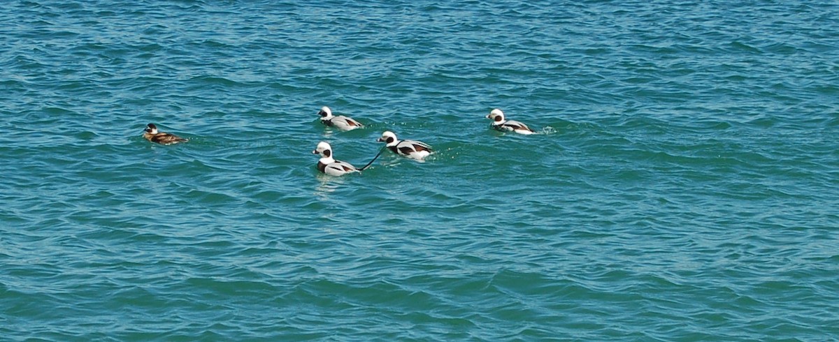 Long-tailed Duck - ML90794291