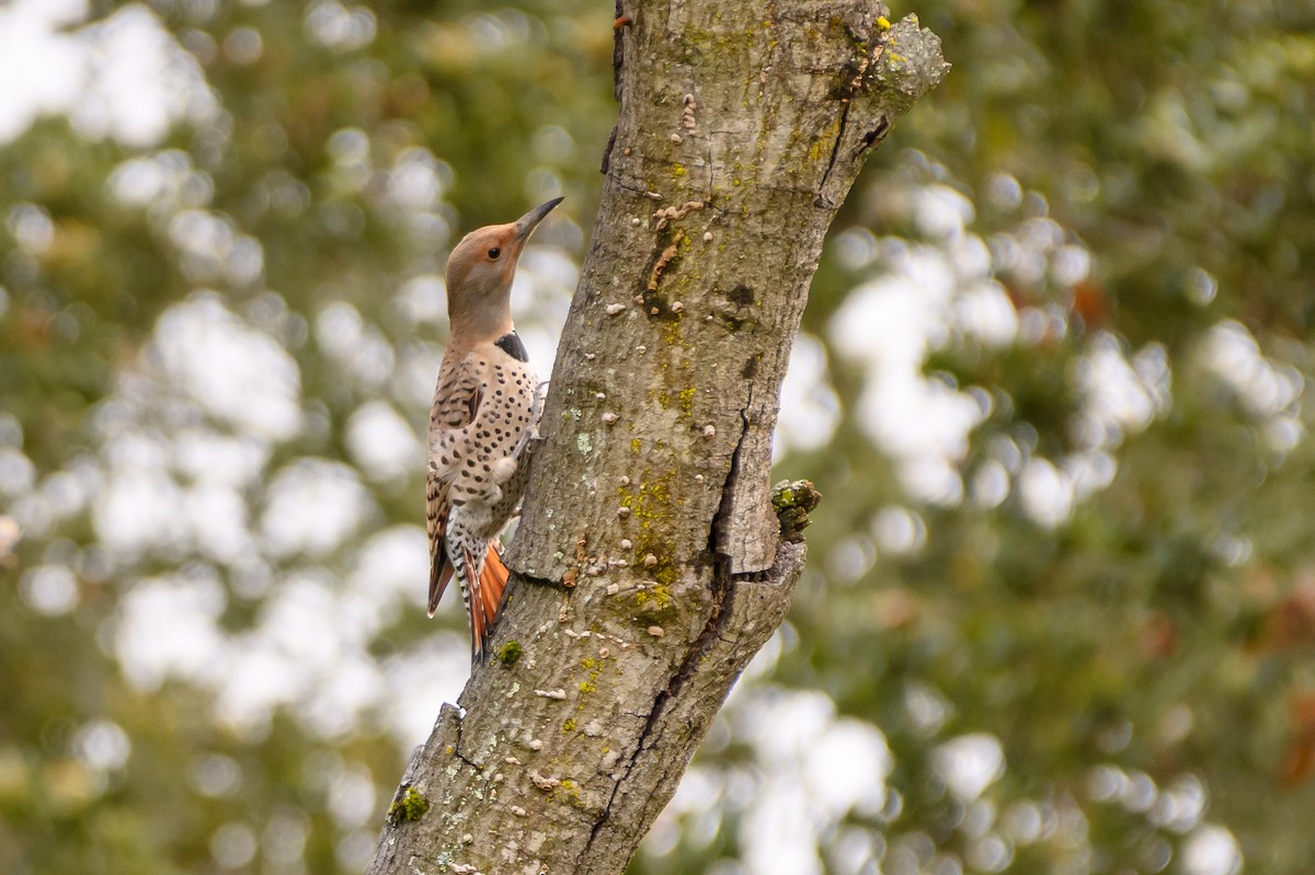 Northern Flicker (Red-shafted) - ML90795041