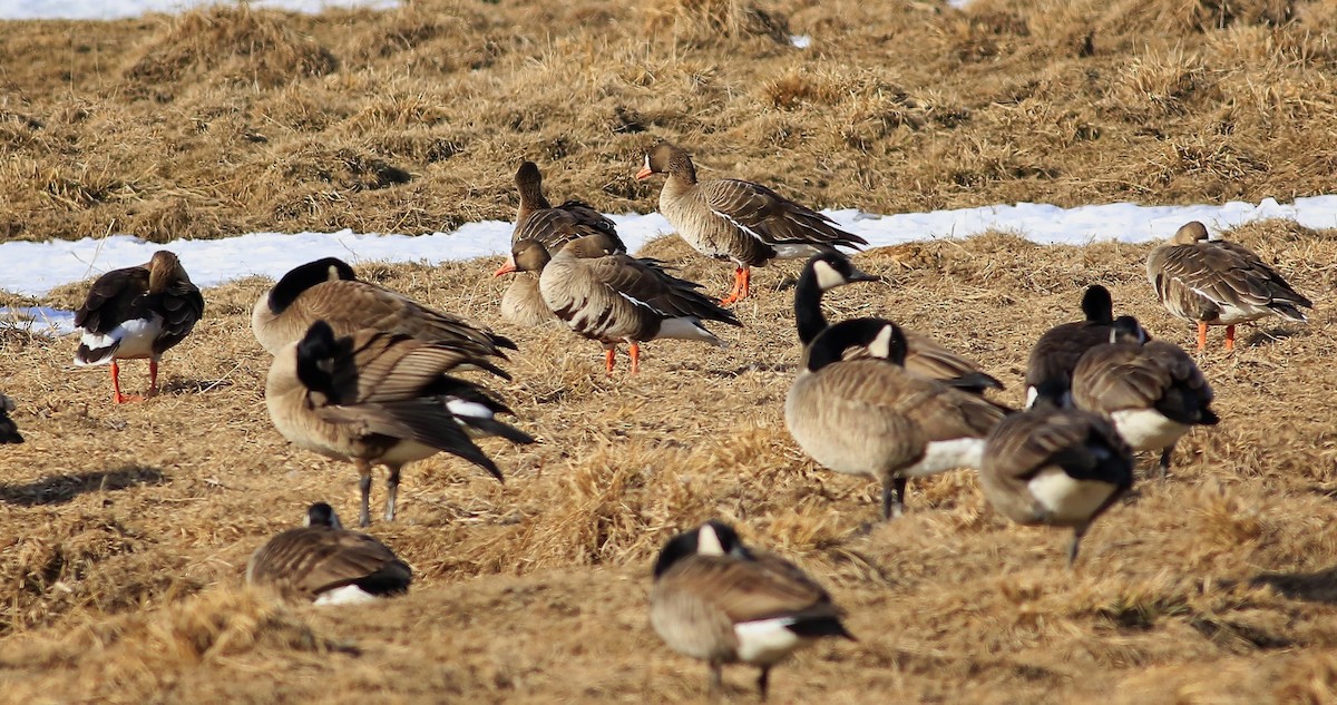 Greater White-fronted Goose - Phillip Odum
