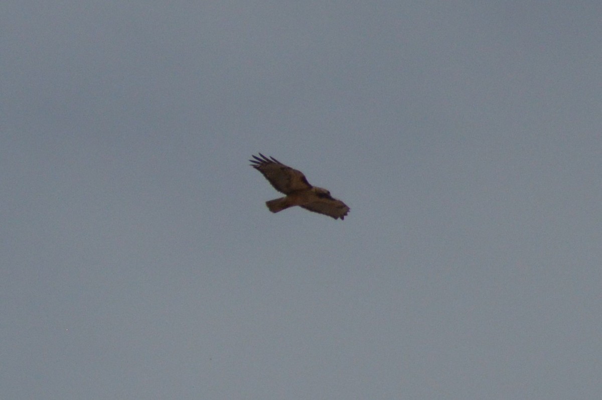Red-tailed Hawk - ML90800031