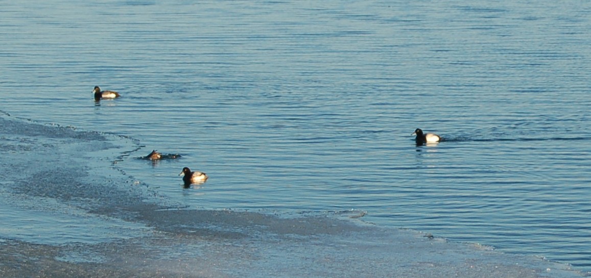 Greater Scaup - ML90800211