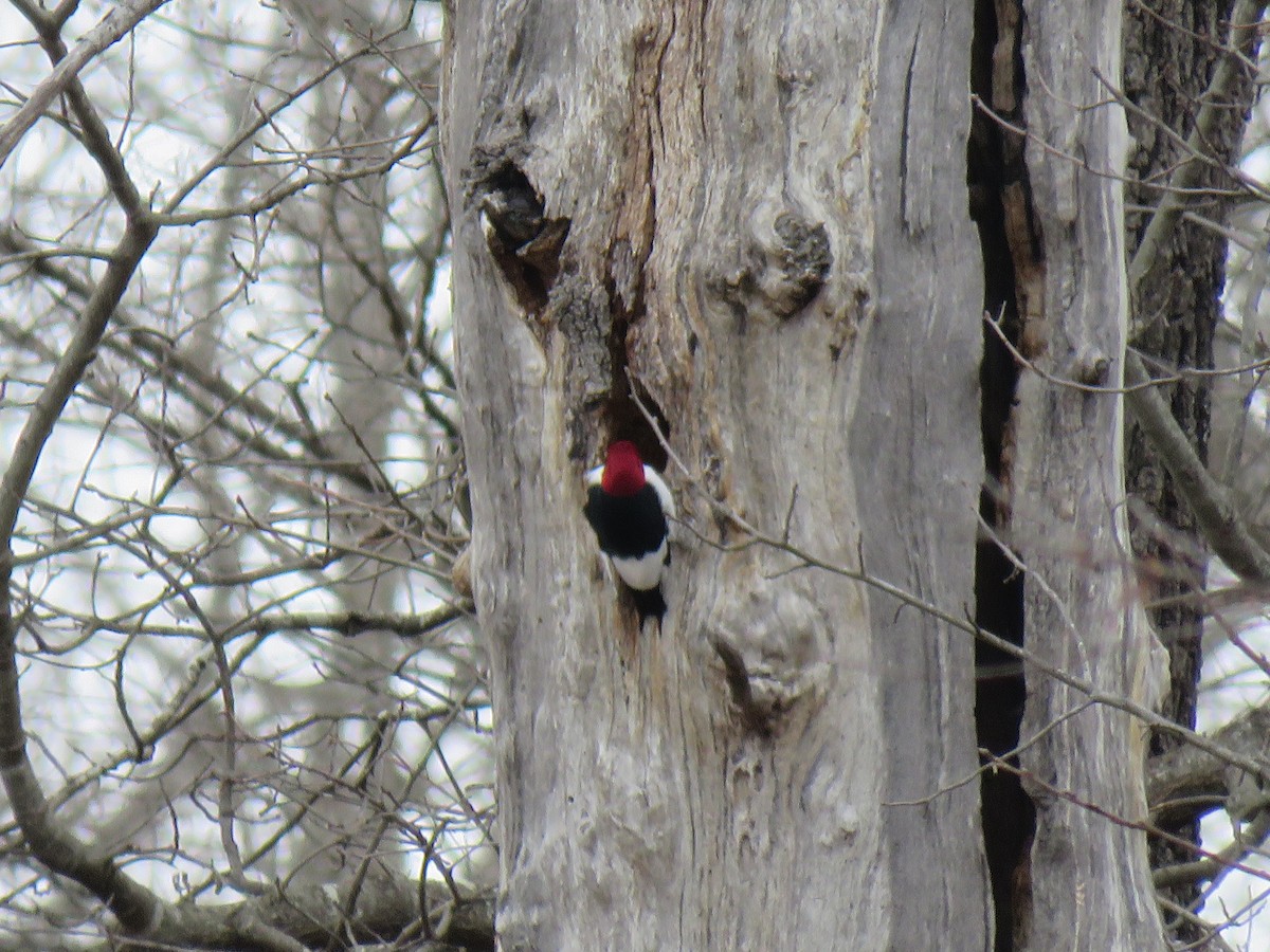 Red-headed Woodpecker - ML90806431