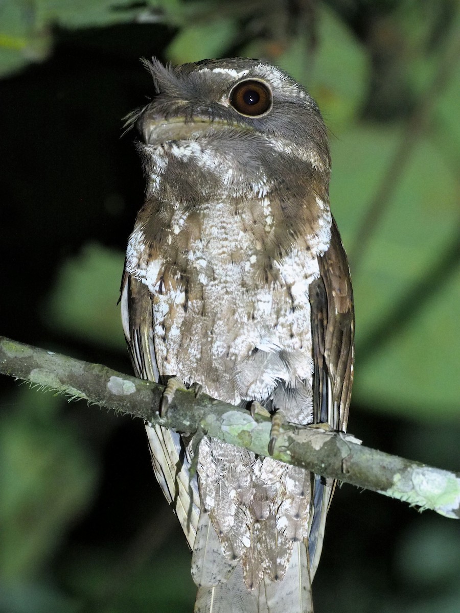 Marbled Frogmouth - ML90807181