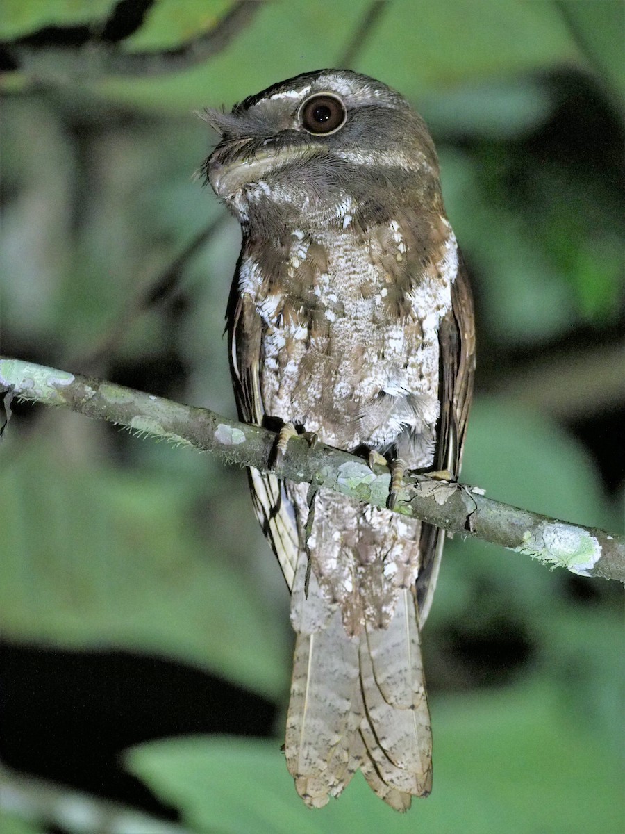 Marbled Frogmouth - ML90807191
