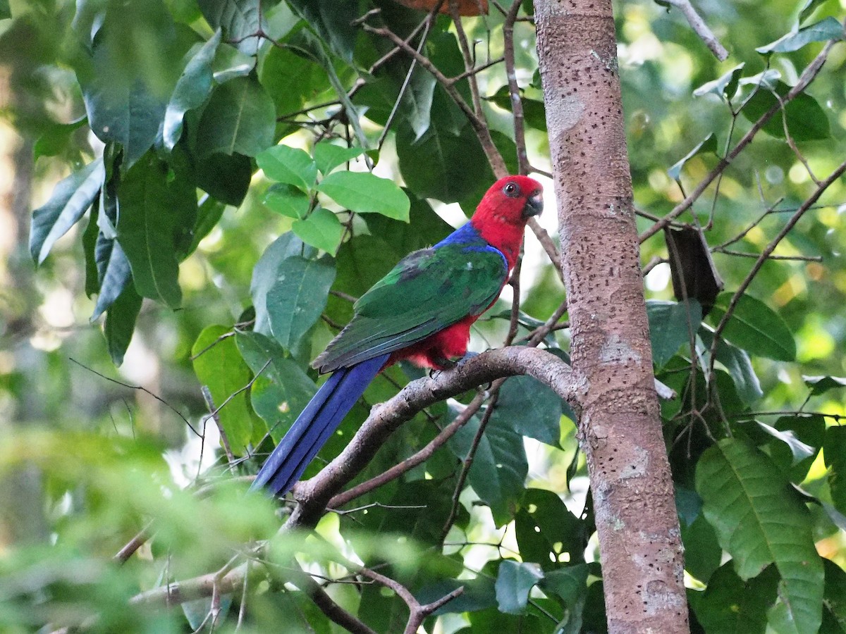 Moluccan King-Parrot - Alisterus amboinensis - Birds of the World
