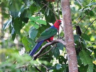  - Moluccan King-Parrot