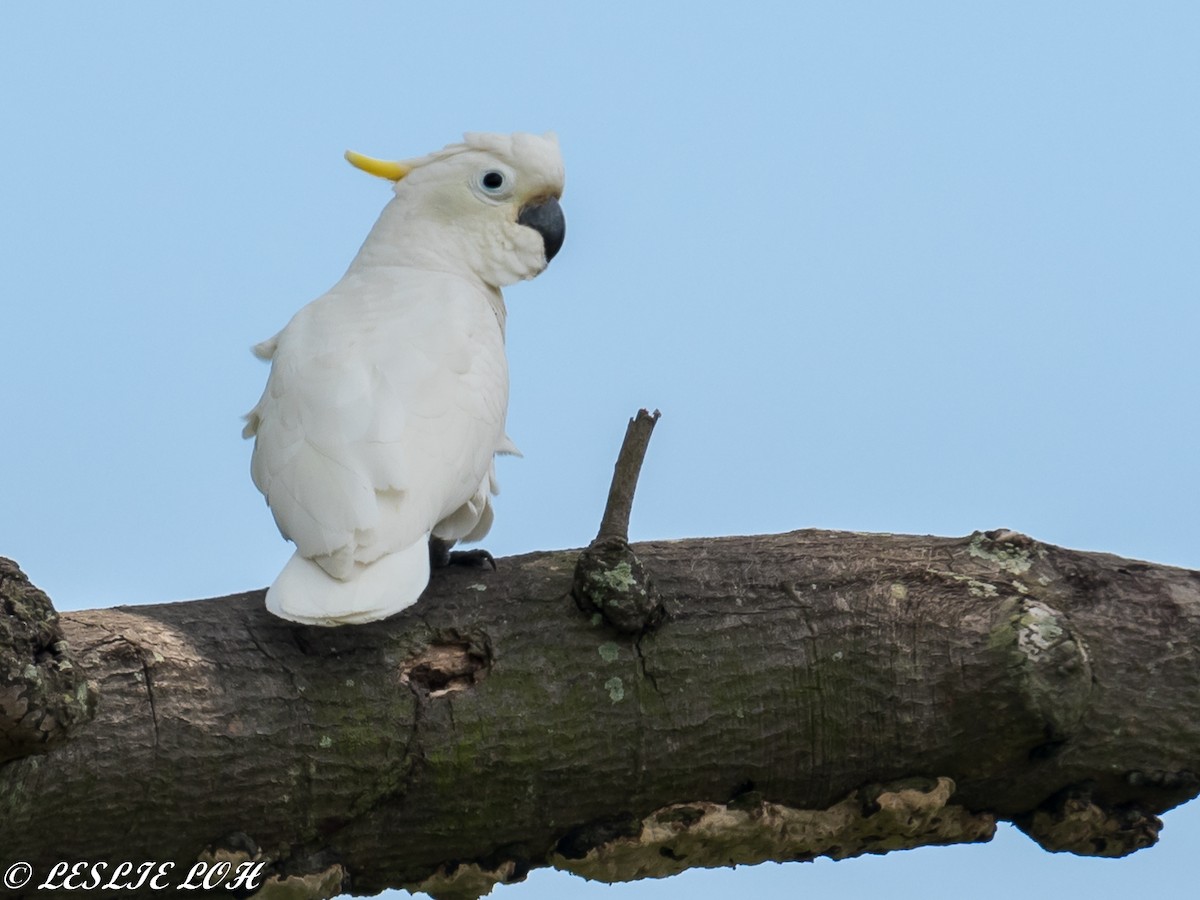 Yellow-crested Cockatoo - Leslie Loh
