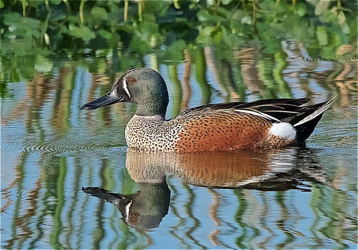 ML90809631 Blue-winged Teal x Northern Shoveler (hybrid) Macaulay Library