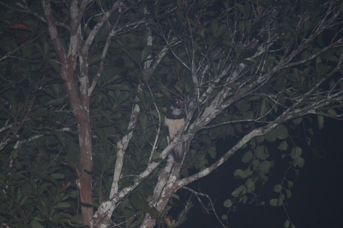Spectacled Owl - ML90811871