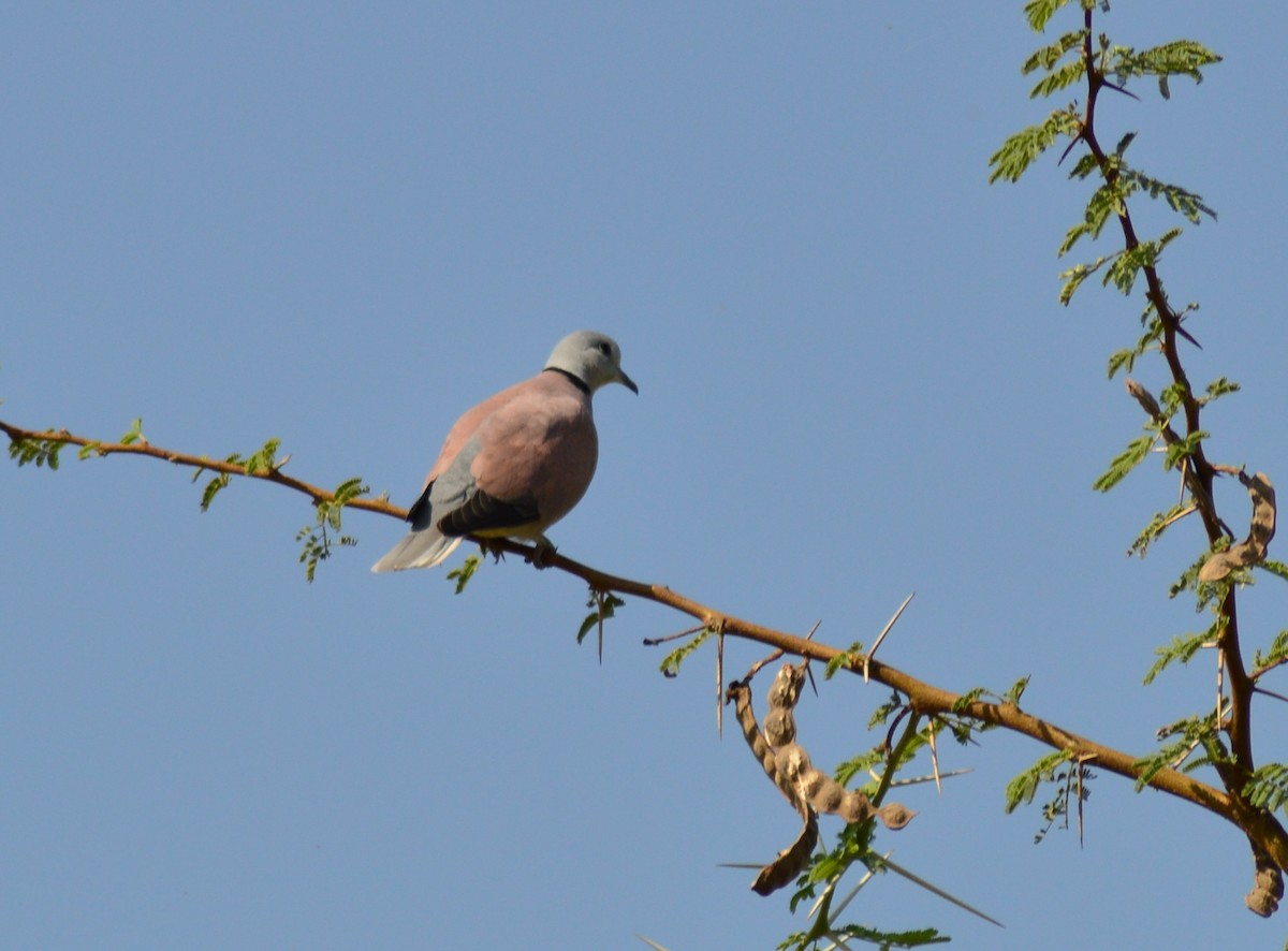 Red Collared-Dove - ML90813561