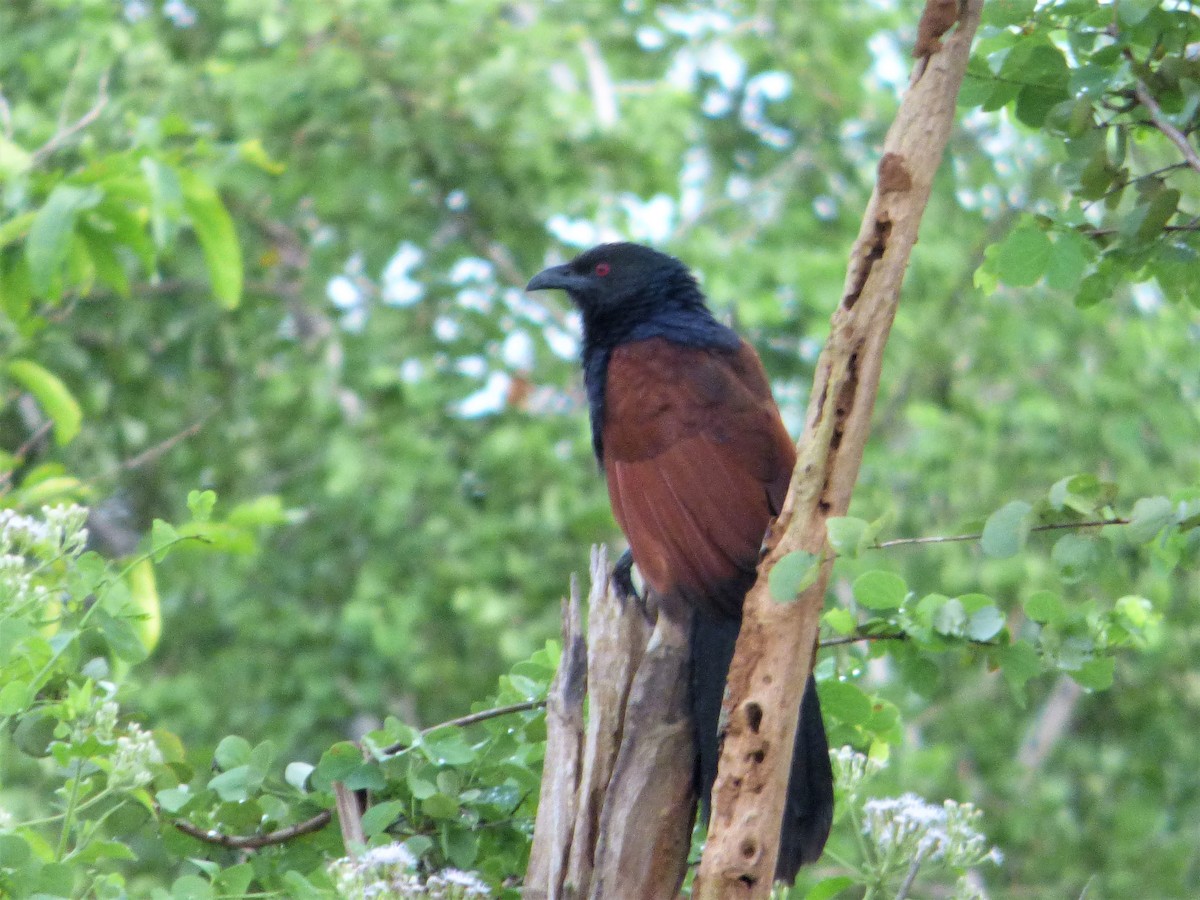 Greater Coucal (Southern) - ML90814401