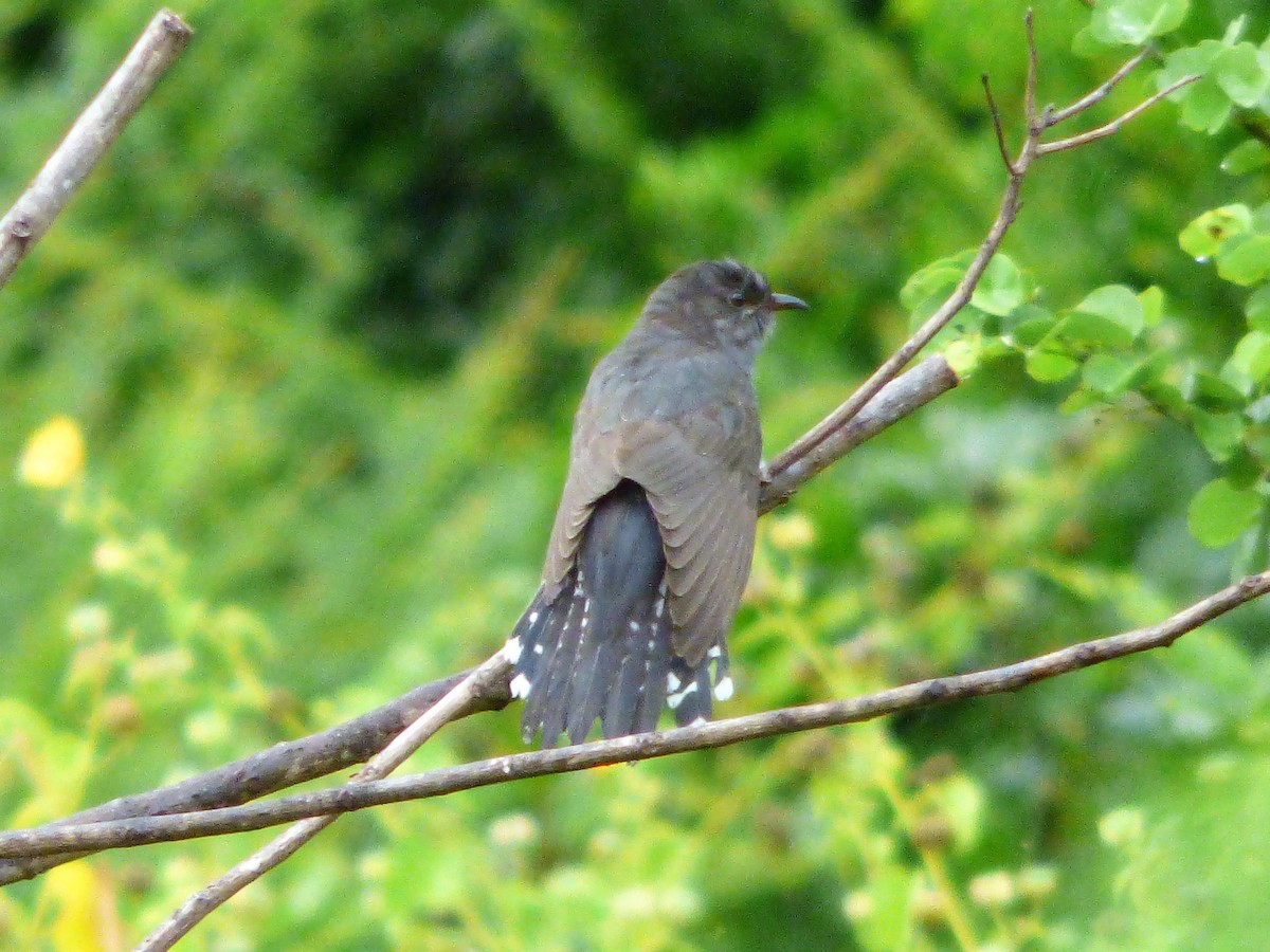 Gray-bellied Cuckoo - ML90814701