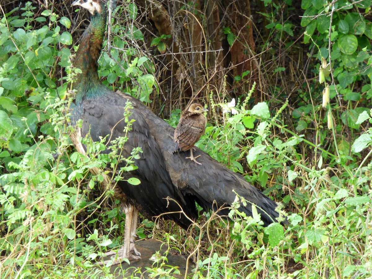 Indian Peafowl - ML90815721