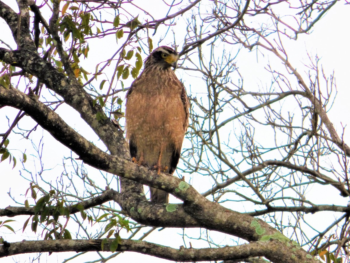 Crested Serpent-Eagle - ML90816381
