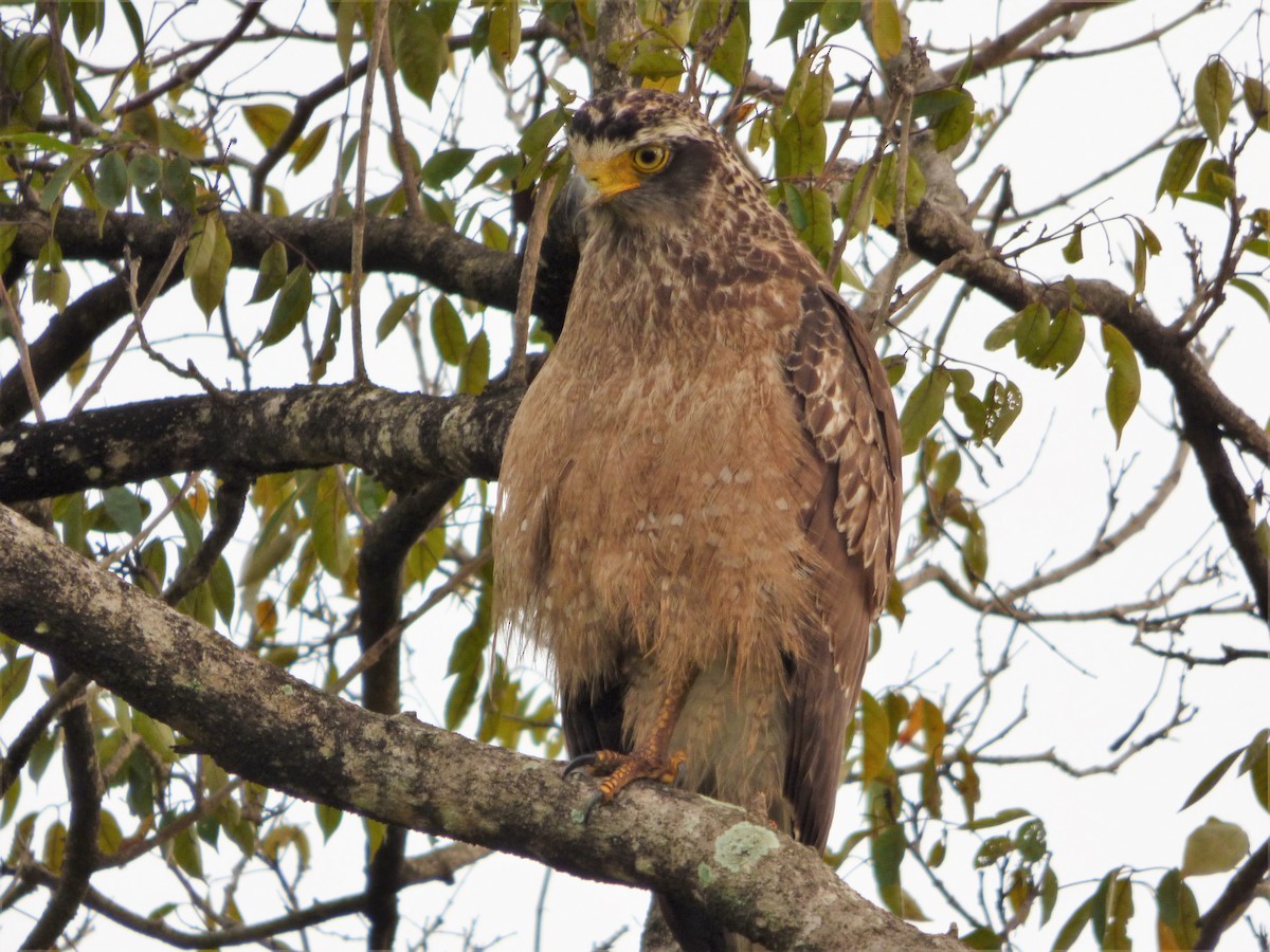 Crested Serpent-Eagle - ML90816391