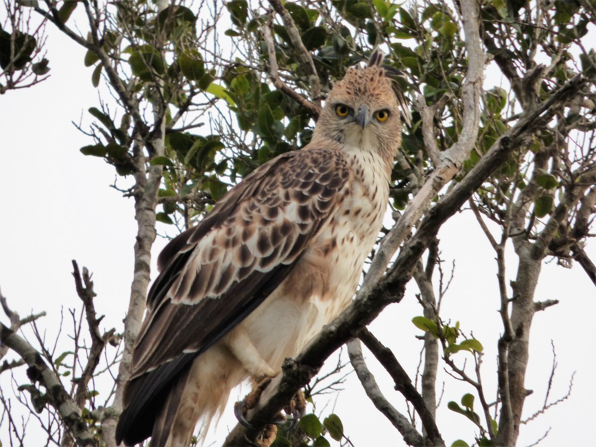 Changeable Hawk-Eagle (Crested) - ML90816481
