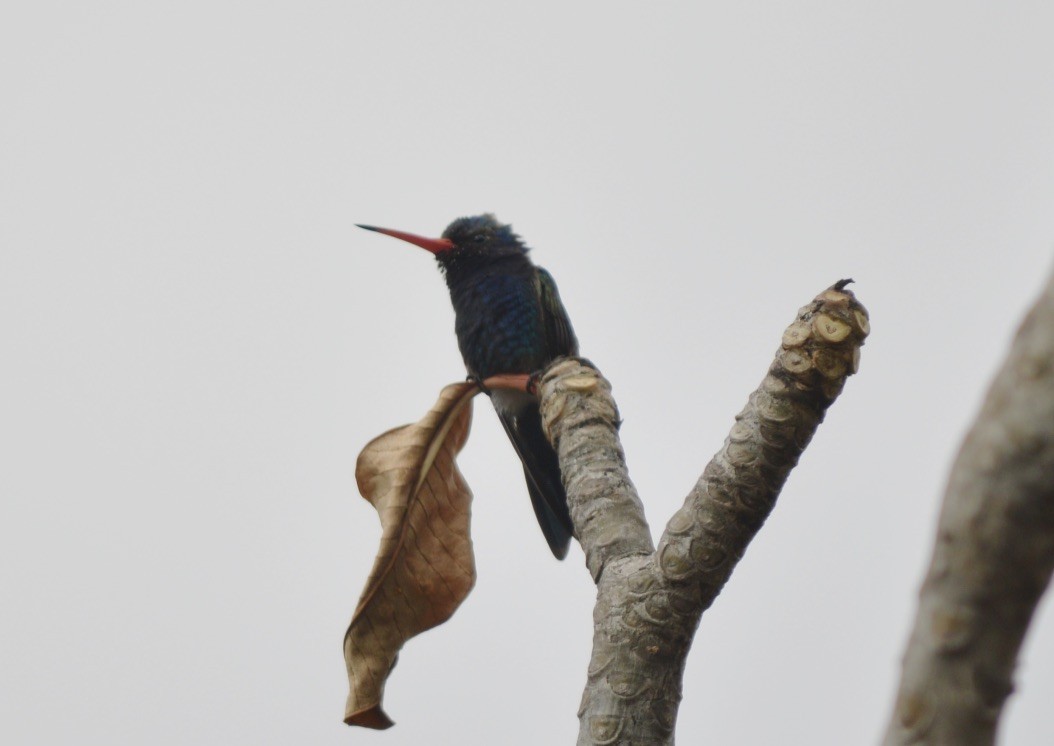 Turquoise-crowned Hummingbird - ML90816521