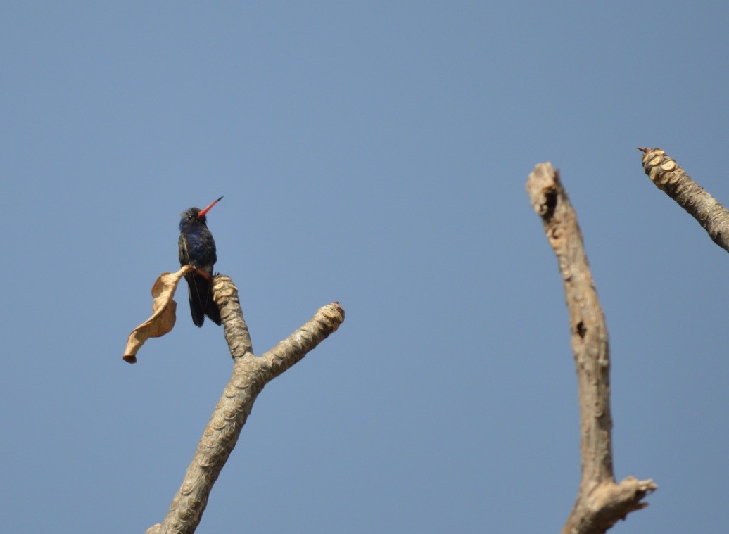 Turquoise-crowned Hummingbird - ML90816531