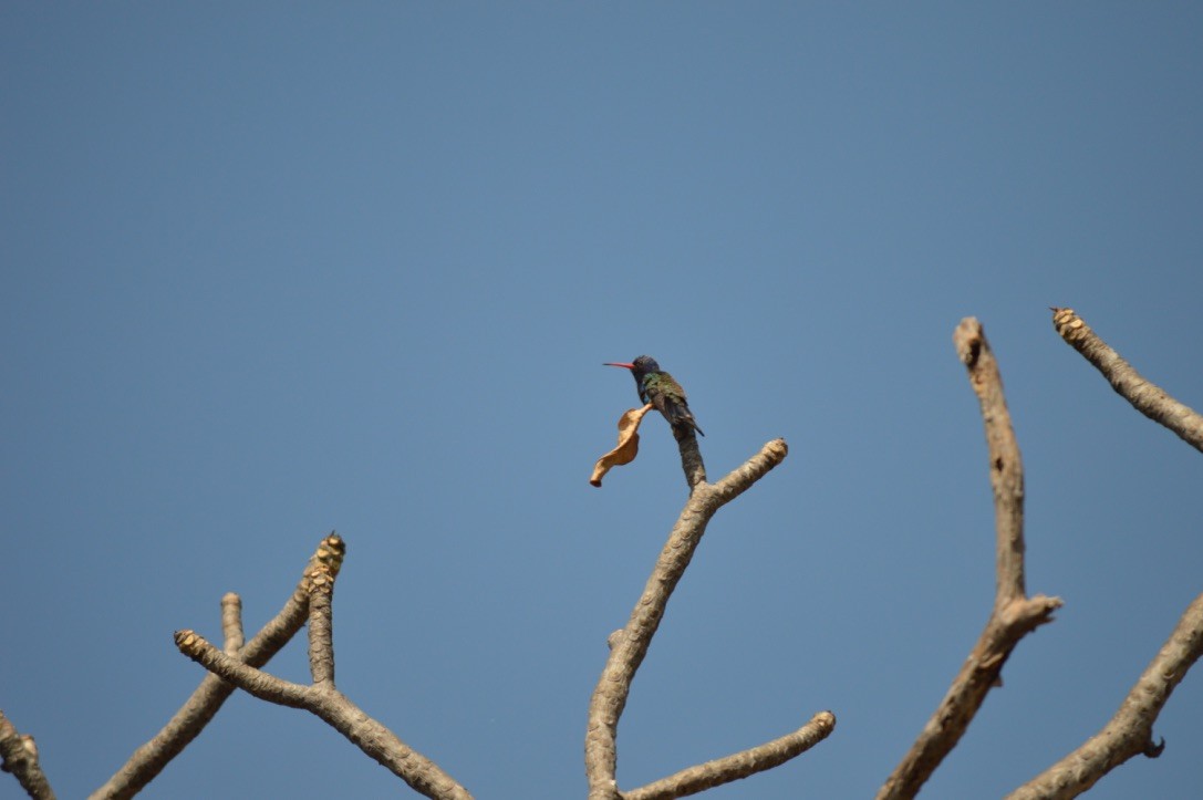 Turquoise-crowned Hummingbird - ML90816541