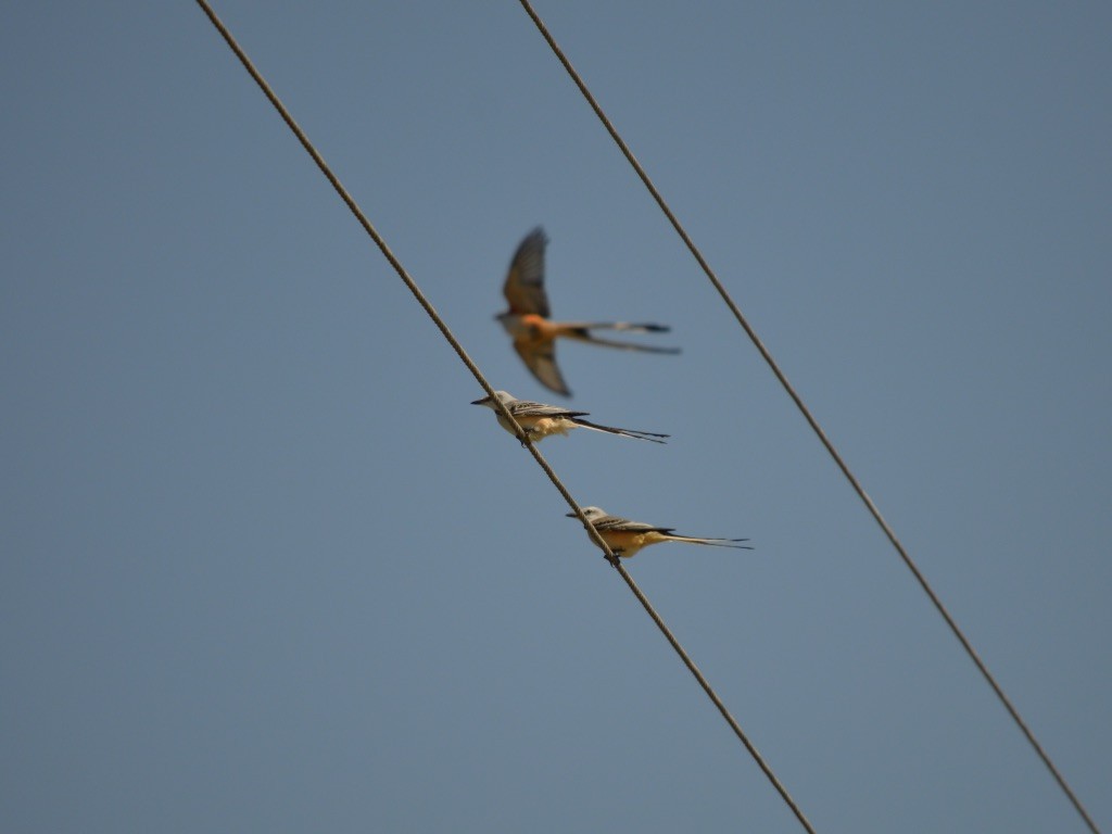 Scissor-tailed Flycatcher - Eli Gross