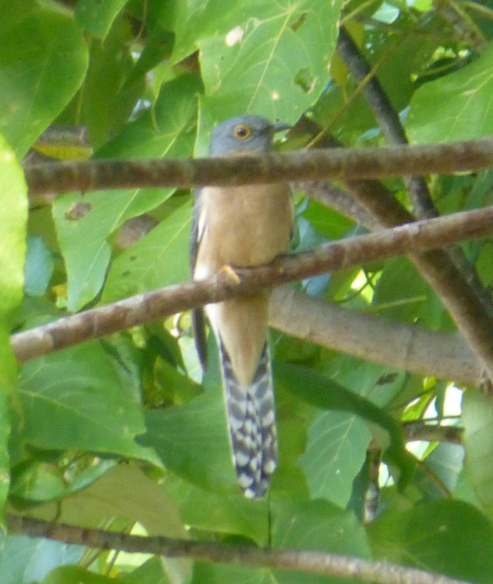 Fan-tailed Cuckoo - Shelley Altman