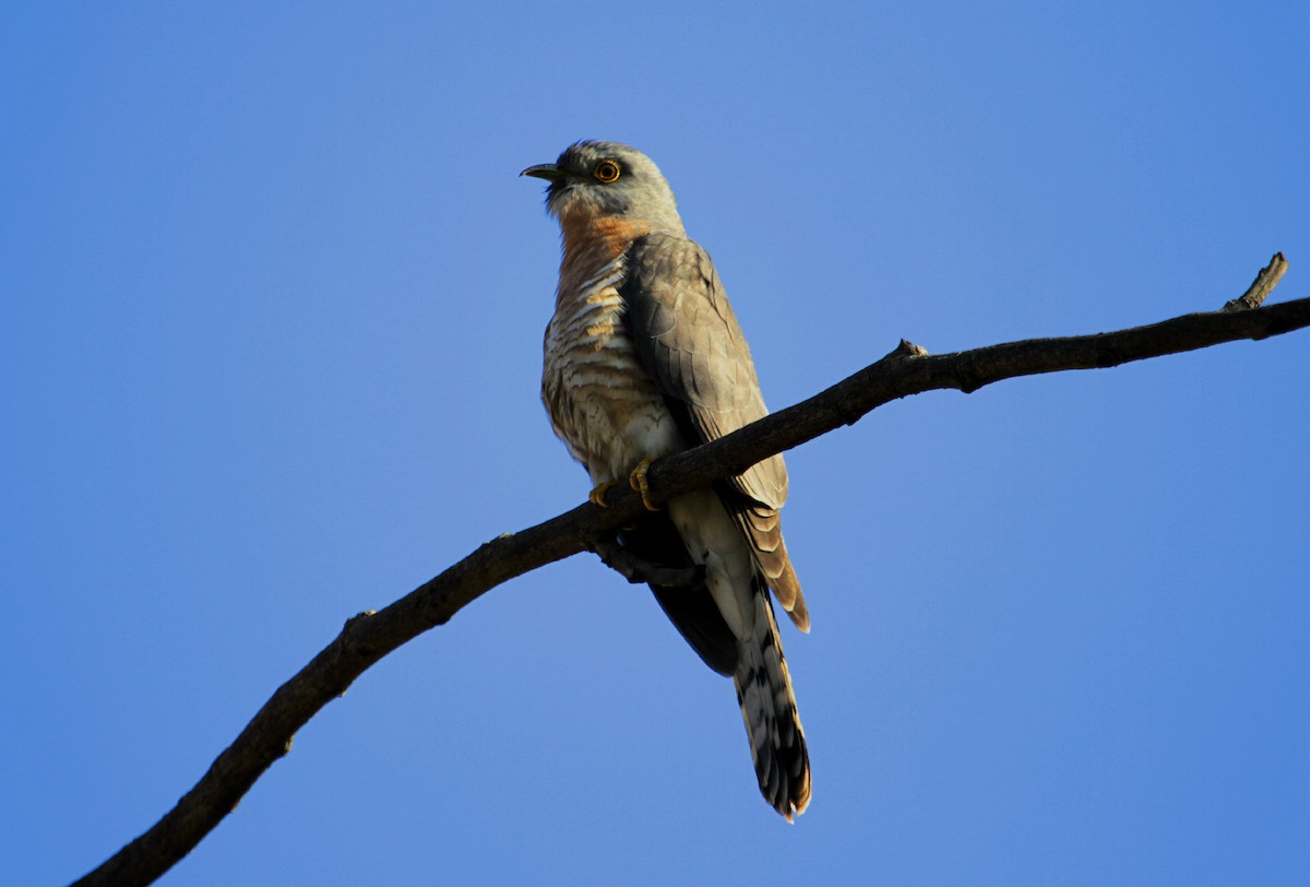 Common Hawk-Cuckoo - ML90818371