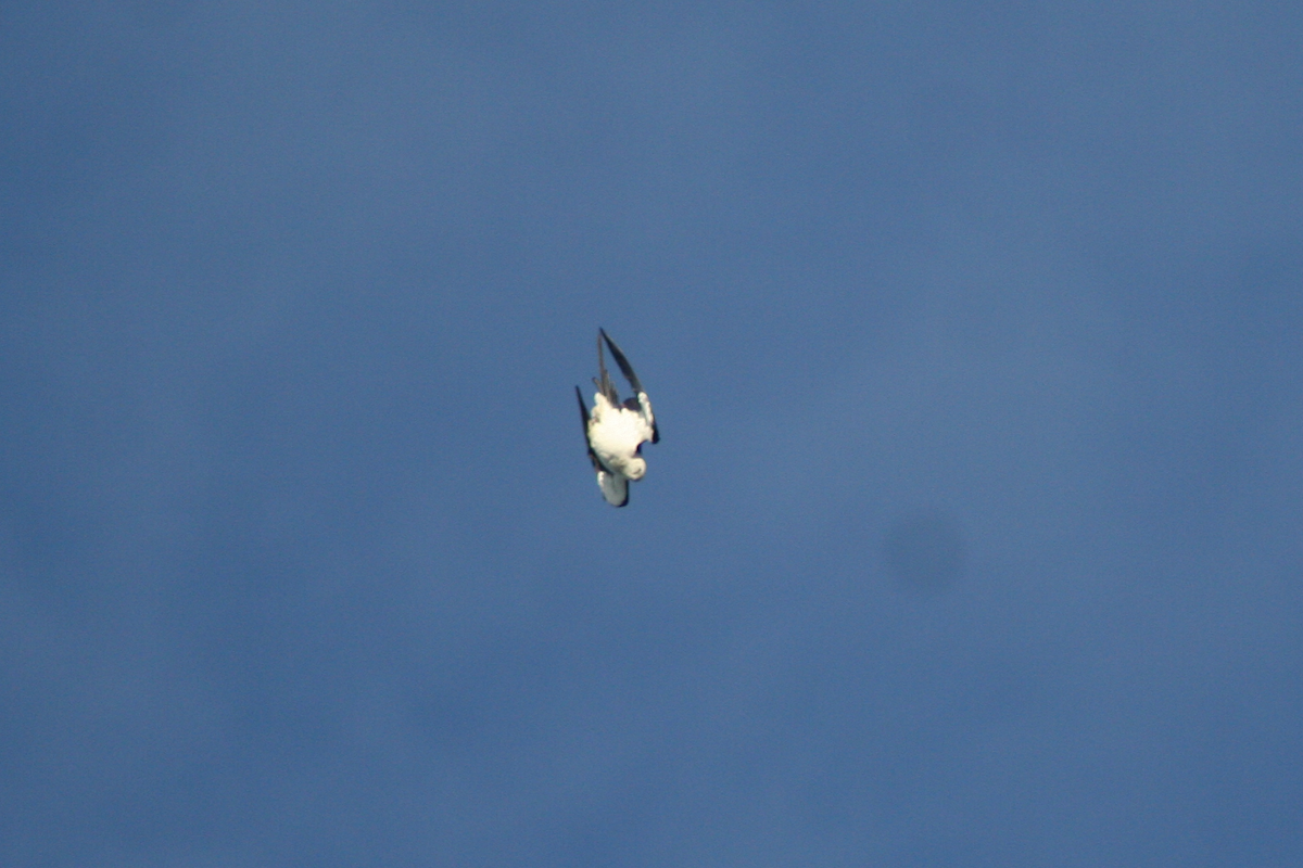 Swallow-tailed Kite - ML90821111
