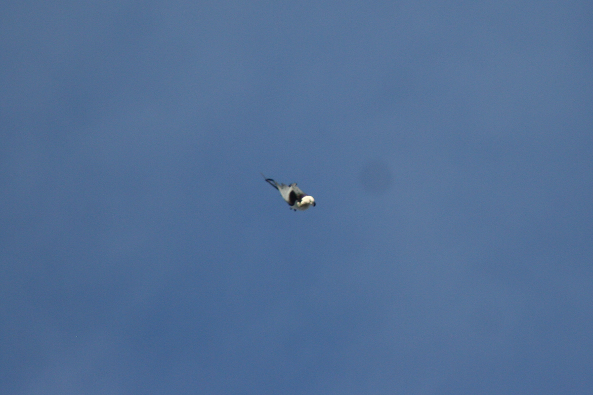 Swallow-tailed Kite - David Simpson
