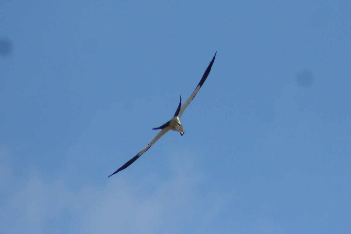 Swallow-tailed Kite - David Simpson