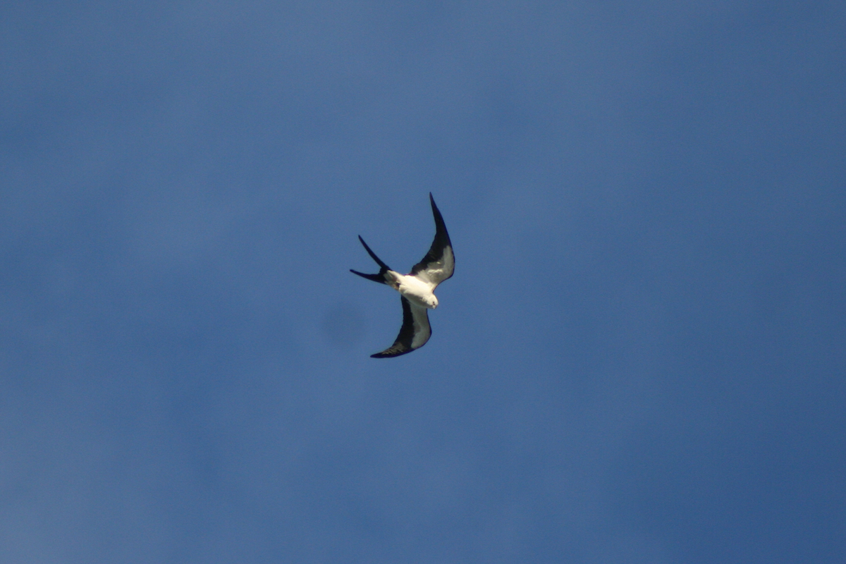 Swallow-tailed Kite - ML90821141