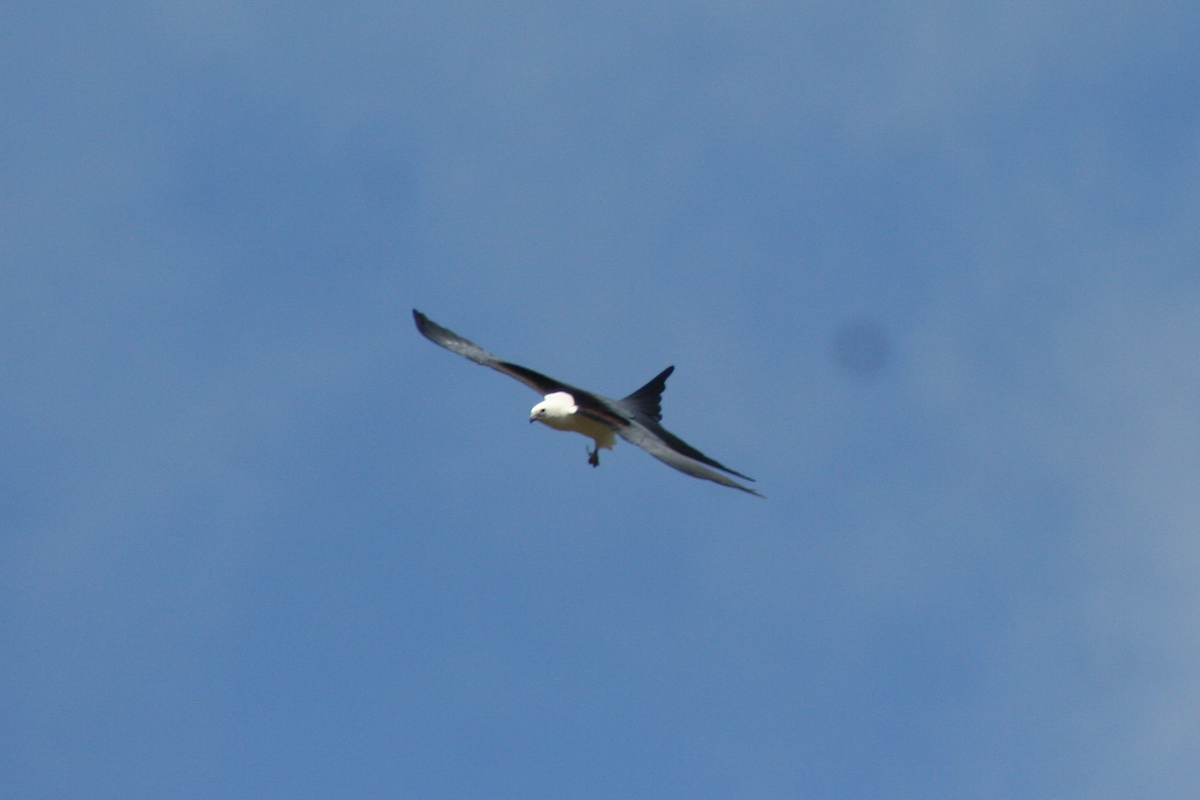 Swallow-tailed Kite - ML90821161