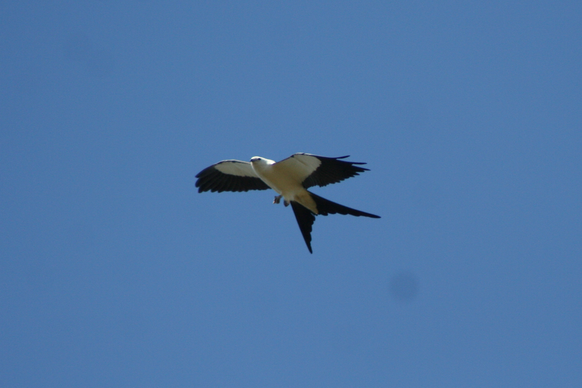 Swallow-tailed Kite - ML90821171