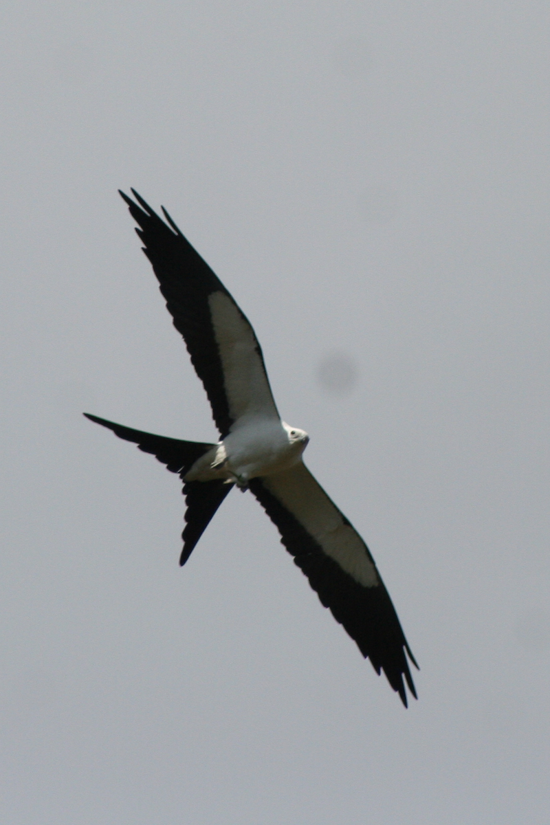 Swallow-tailed Kite - ML90821181