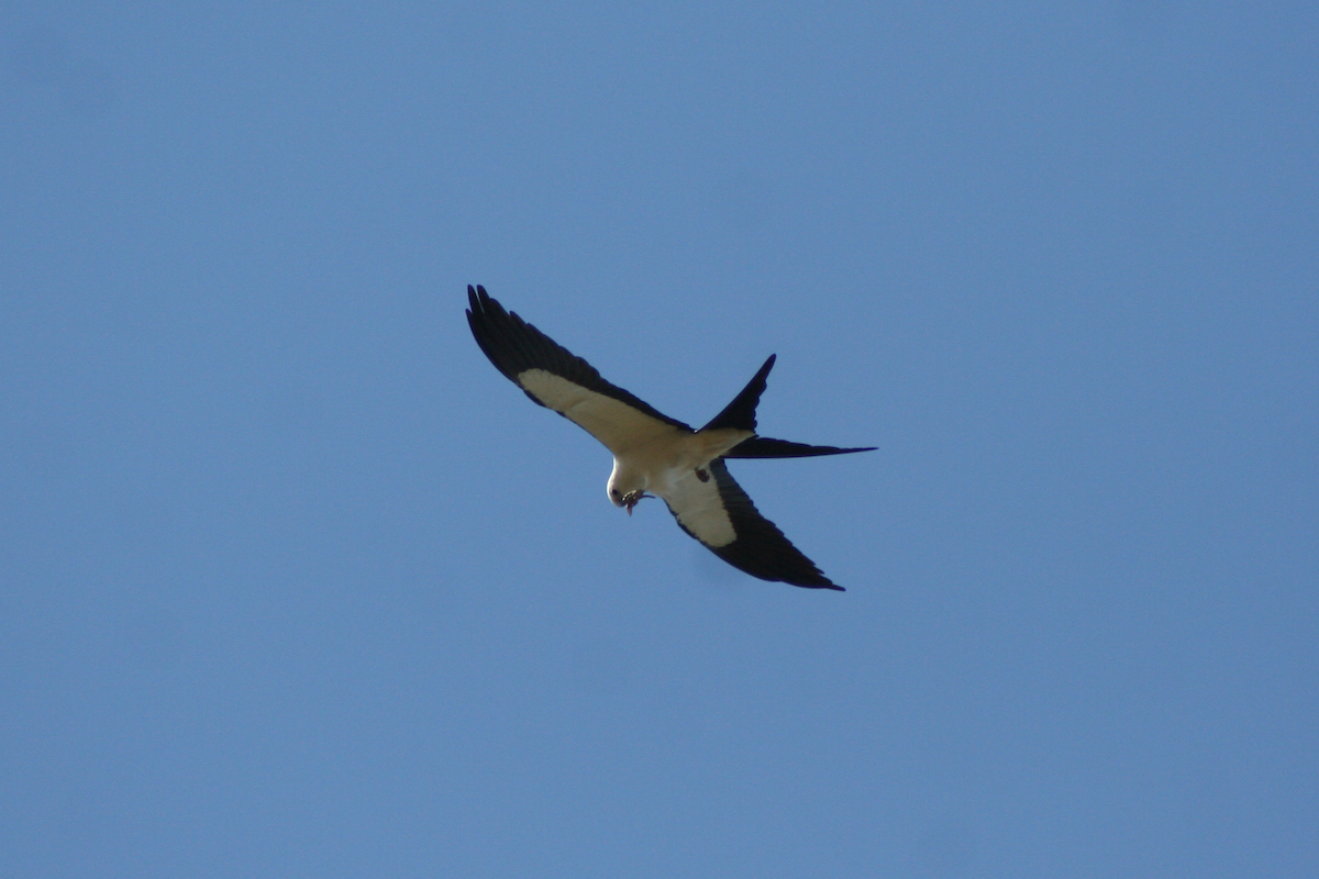 Swallow-tailed Kite - ML90821191