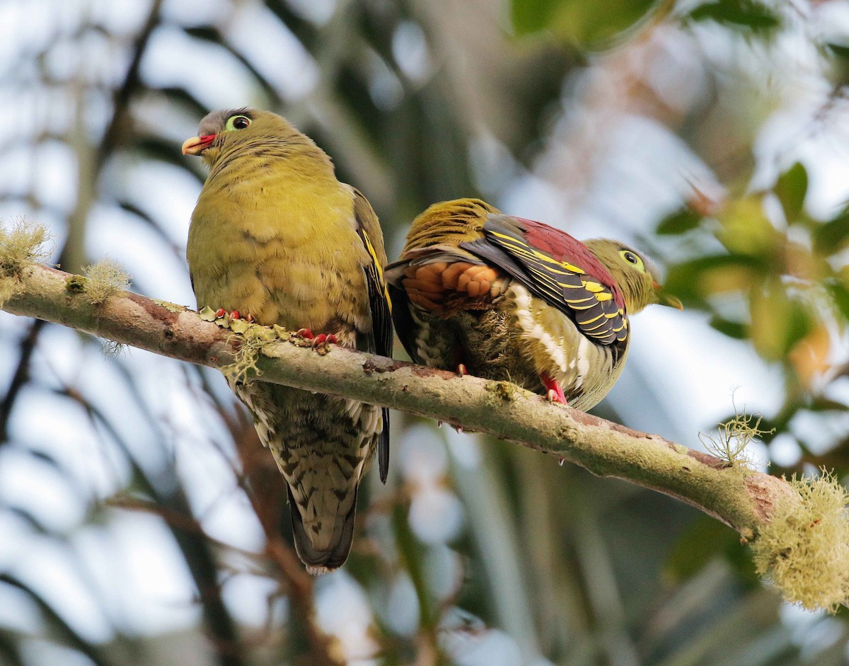 Thick-billed Green-Pigeon - ML90821451