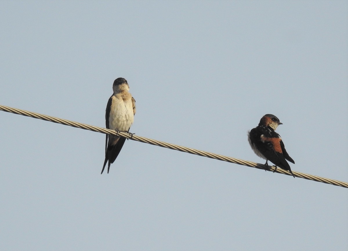 Red-rumped Swallow - Mittal Gala